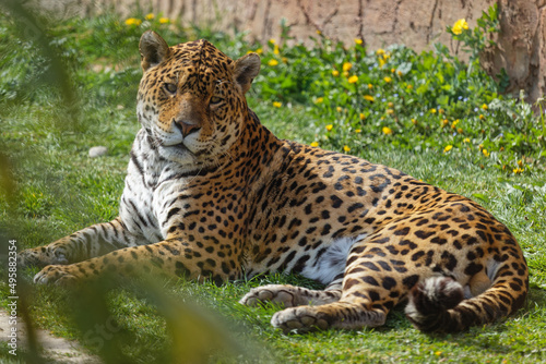 Jaguar at rest in the grass © Pierre-Jean DURIEU