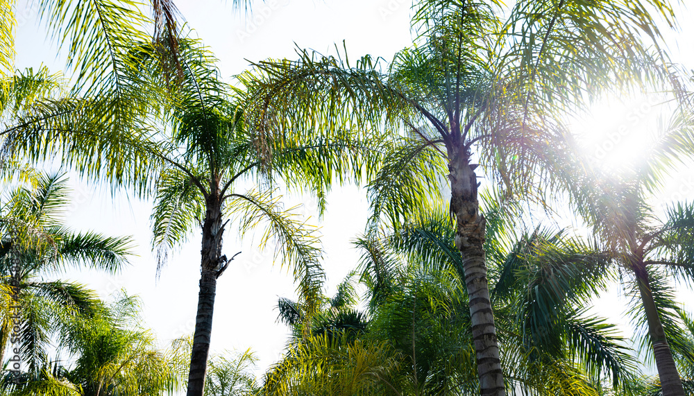 Fototapeta premium Low angle view of royal palm trees