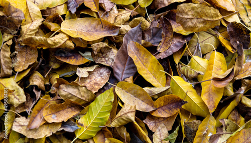 Close up of brown leaves on the ground