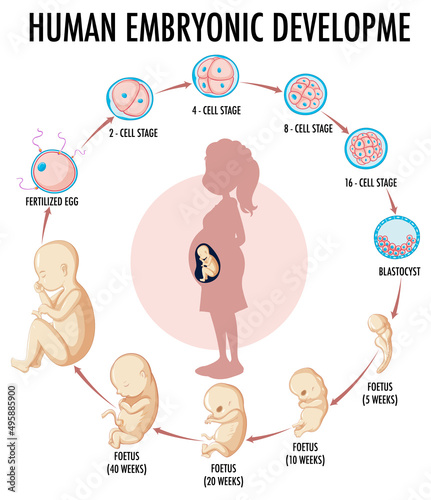 Diagram showing human embryonic development