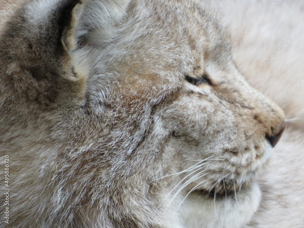 Naklejka premium Der nachdenkliche Luchs