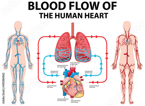 Diagram showing blood flow of human heart