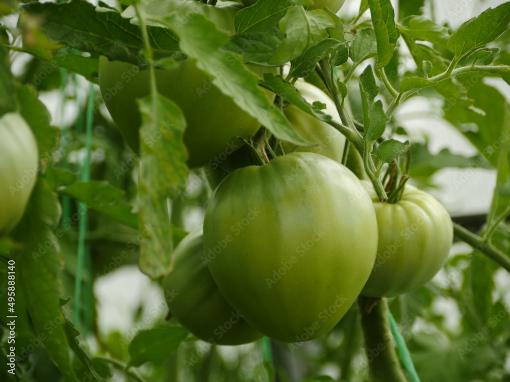 big green tomato fruits on the branches in the greenhouse close-up big green tomato fruits on the branches in the greenhouse close-up