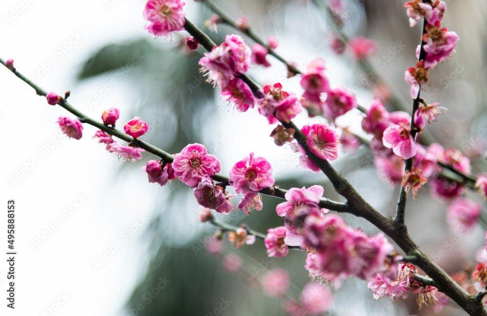 Plum blossoms blossom on the tree