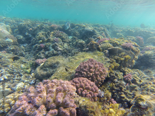Riff Koralle