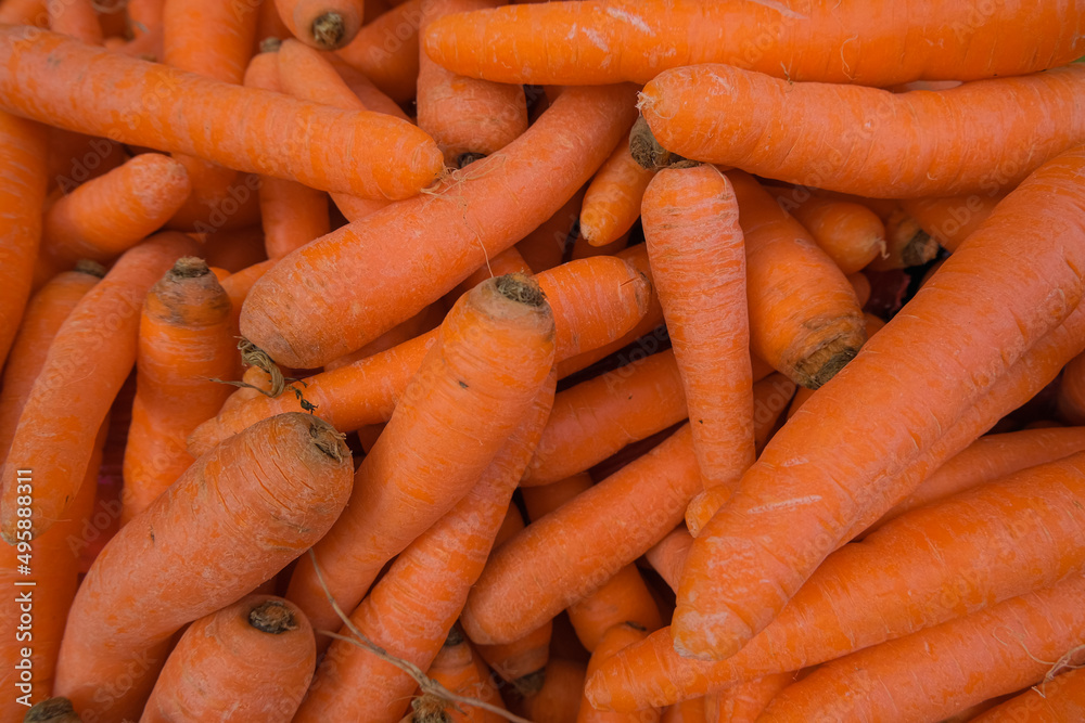 bunch of carrots. natural beta carotin vitamin. harvest and agriculture concept bunch of carrots. natural beta carotin vitamin. harvest and agriculture concept