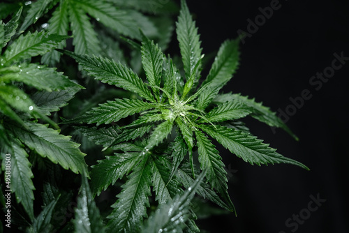 Cannabis CBD plant on black background. Layout of fresh wet marijuana leaves  watering bush  top view. Hemp recreation  legalization concept.