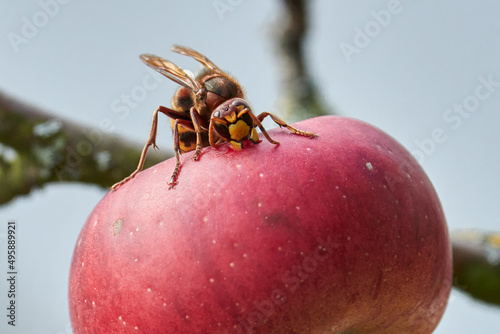Hornisse beisst roten Apfel an © Michael Fritzen