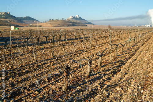 Paisaje de viñedos de la Ribera del Duero en invierno. Castilla y León, España