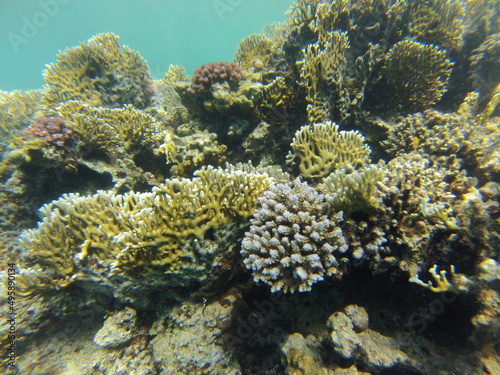 Riff/Koralle