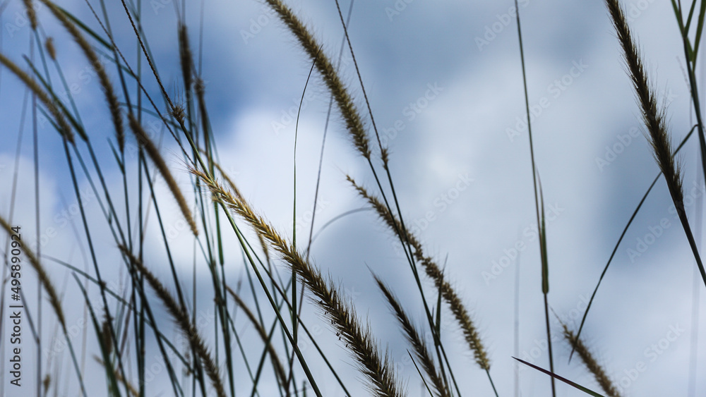 Obraz premium grass and sky