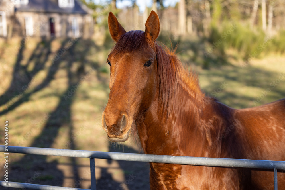 Fototapeta premium Close up of a Horse, Scotland
