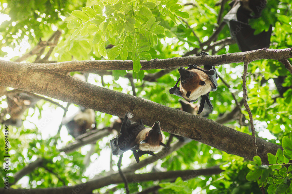 Bats are hanging upside down on the branch of tree