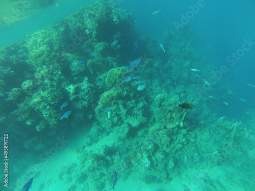 Riff Koralle