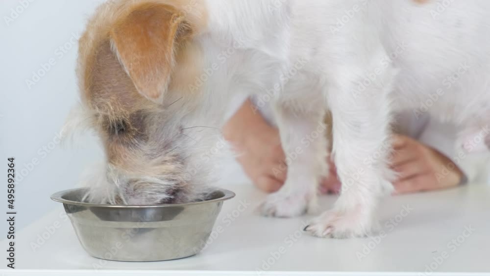 The dog on the table eats food from a metal bowl. Examination at the