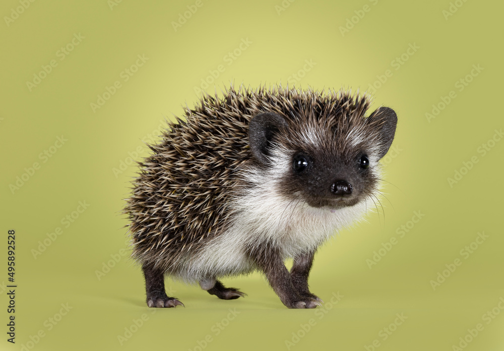 Cute little hedgehog baby. Isolated on a green background. Standing high on legs and looking towards camera. Cute little hedgehog baby. Isolated on a green background. Standing high on legs and looking towards camera.