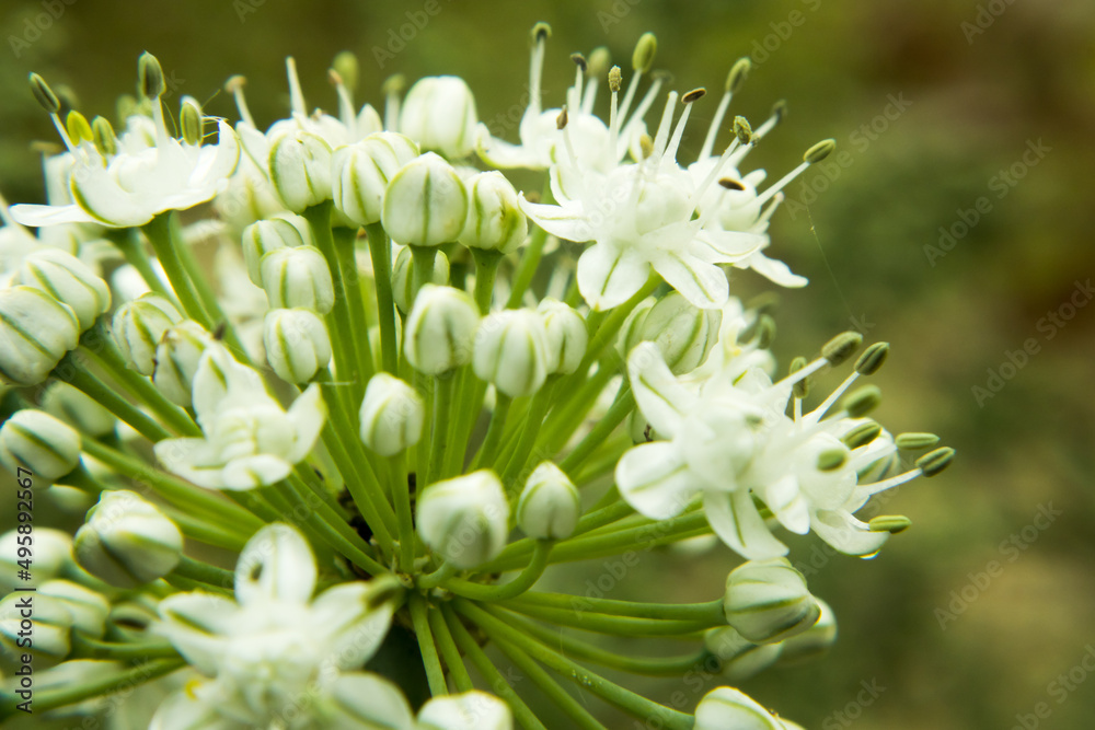 Beautiful Onion Flower in a farm Beautiful Onion Flower in a farm
