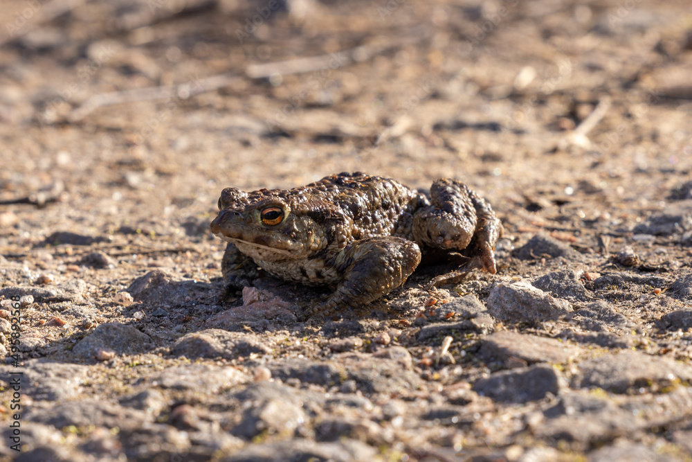 Close up on Frogs, in the Scottish Highlands Close up on Frogs, in the Scottish Highlands