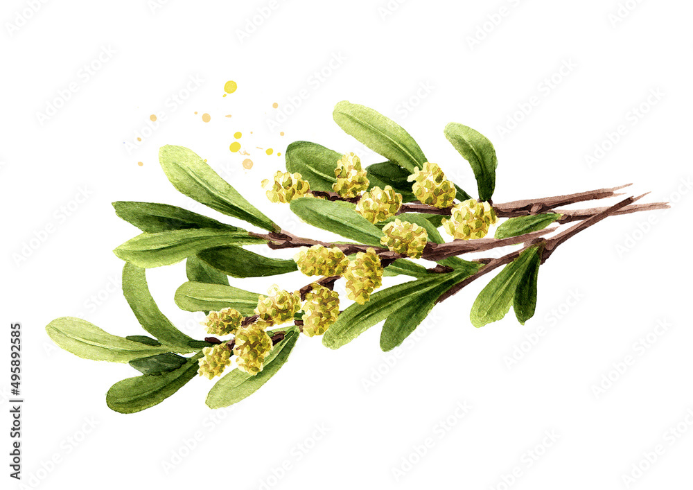 Bog myrtle branch, medicinal  plant. Hand drawn watercolor illustration  isolated on white background - obrazy, fototapety, plakaty 