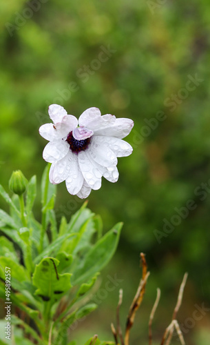 Natural white daisy with green blur background  flowers photography