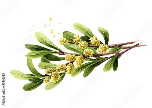 Photo Bog myrtle branch, medicinal  plant