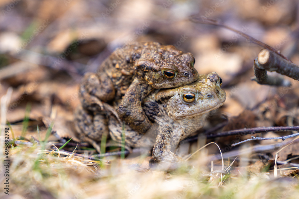 Obraz premium Close up on Frogs, in the Scottish Highlands