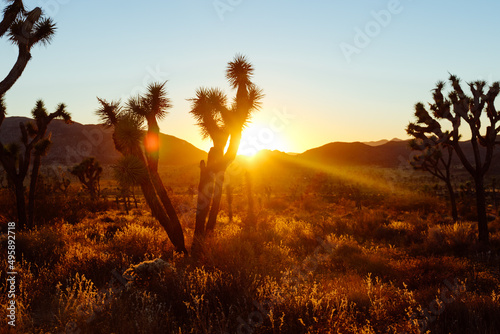 Joshua tree national park.  Joshua tree on a sunny day with distant mountains next to Boulder piles in joshua tree national park, near Indio, california