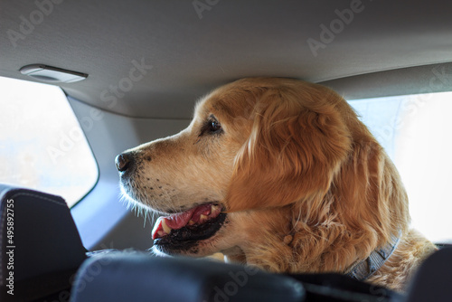 Golden retriever in car. Travel with dog and pet