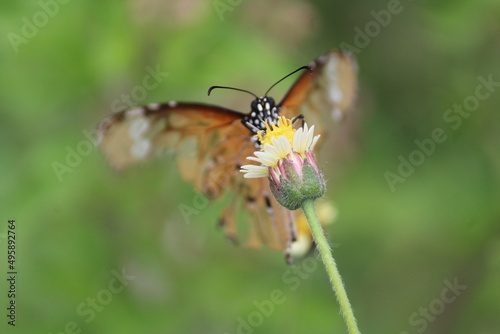 An abstract butterfly photograph