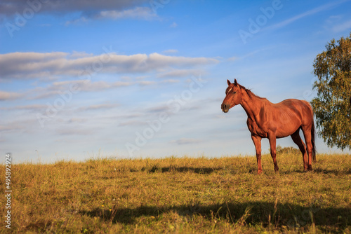 Thoroughbred horse standing on pasture. Rural scenery with animal and blue sky © encierro