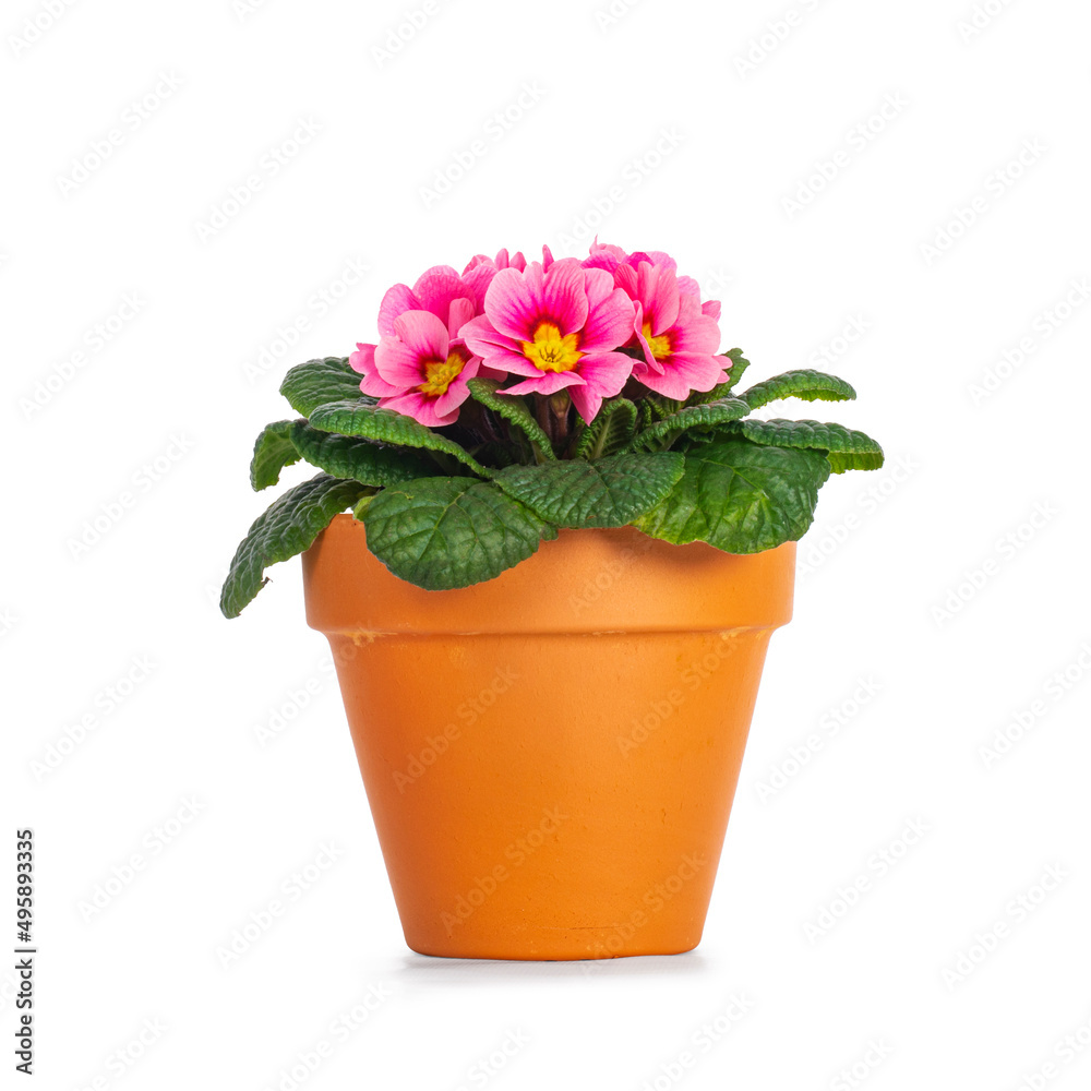 Side view of blooming pink Primula Vulgaris plant in terracotta pot. Isolated on a white background. Side view of blooming pink Primula Vulgaris plant in terracotta pot. Isolated on a white background.