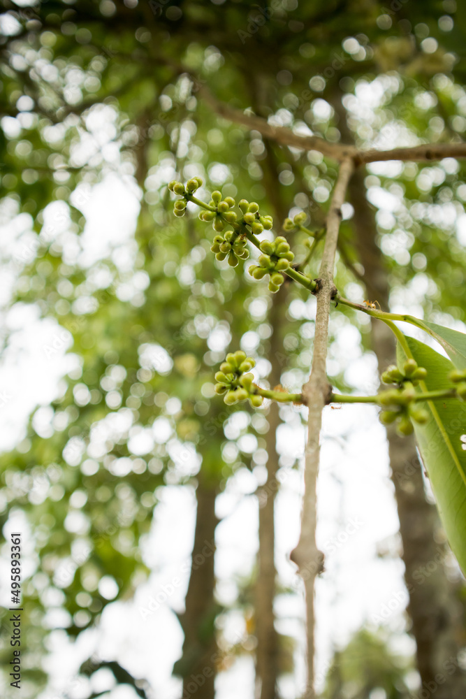 Jamun or Malabar palm Flower in the plant Jamun or Malabar palm Flower in the plant