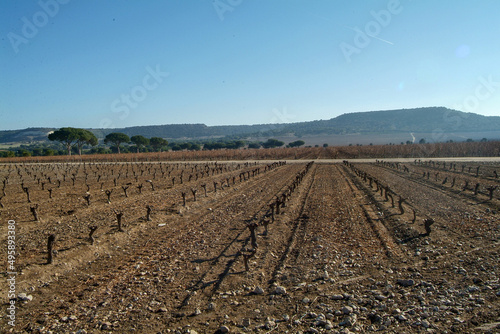 Paisaje de viñedos de la Ribera del Duero en invierno. Castilla y León, España