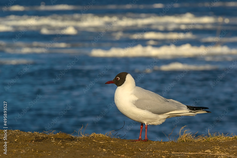 Fototapeta premium River gulls on the banks of the river on a sunny windy day.