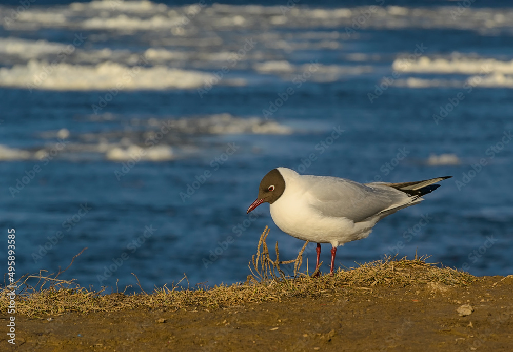 Fototapeta premium River gulls on the banks of the river on a sunny windy day.