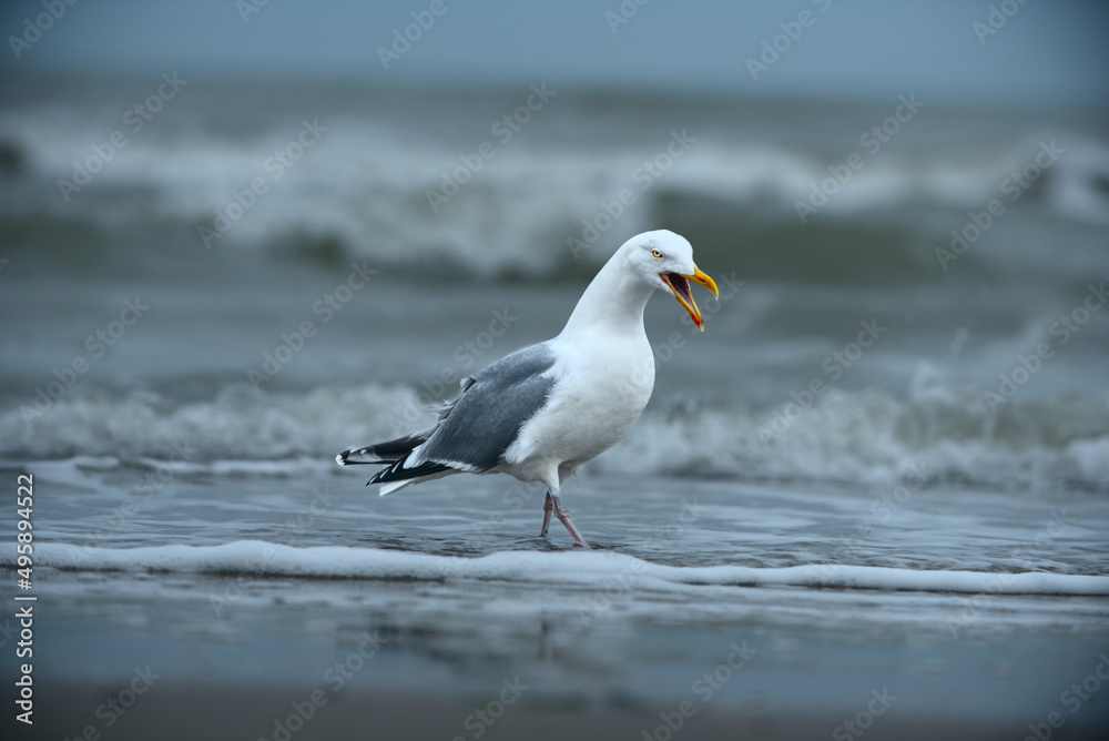 Silbermöwe am Meer Silbermöwe am Meer