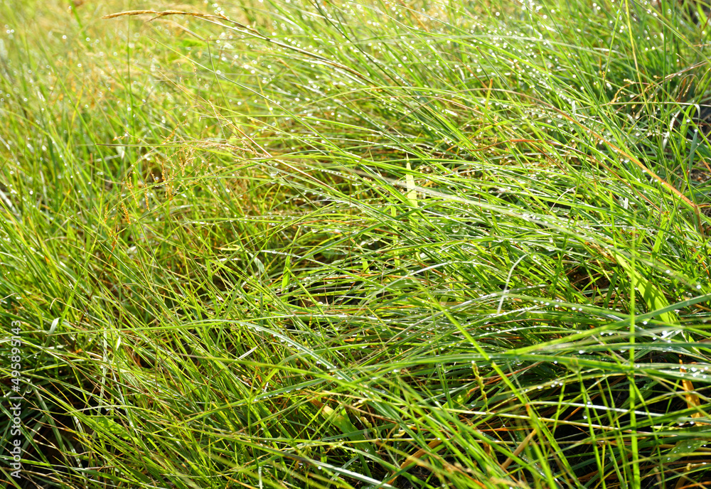 Green landscape in rainy season with mist in pune region maharashtra india. Green landscape in rainy season with mist in pune region maharashtra india.