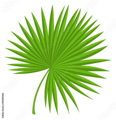 Palm leaves. Fan frond. Tropical tree foliage