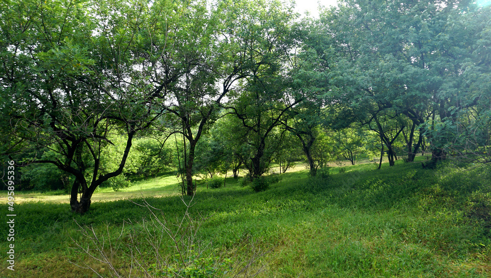 Green landscape in rainy season with mist in pune region maharashtra india. Green landscape in rainy season with mist in pune region maharashtra india.