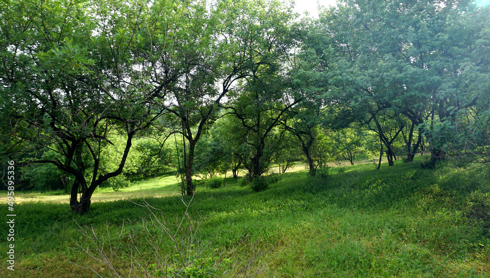 Green landscape in rainy season with mist in pune region maharashtra india.