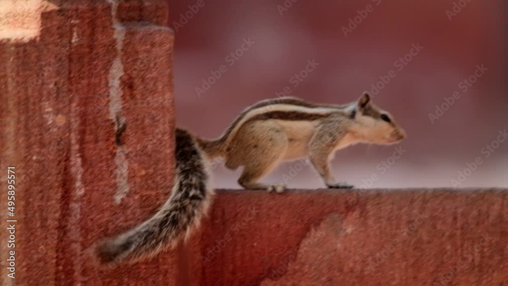 Indian palm squirrel (Funambulus palmarum) on a pink wall. Three-striped palm squirrel - species of rodent in the family Sciuridae found naturally in India and Sri Lanka.