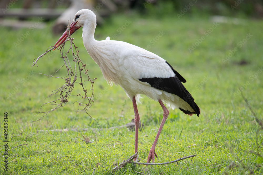Ciconia ciconia Ciconia ciconia