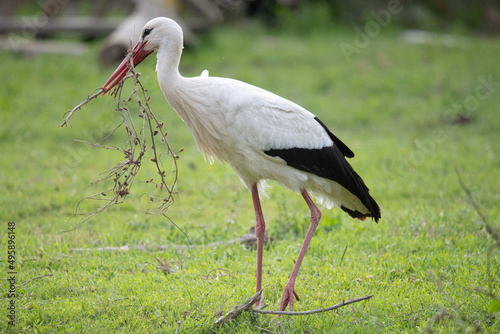Fotografija Ciconia ciconia