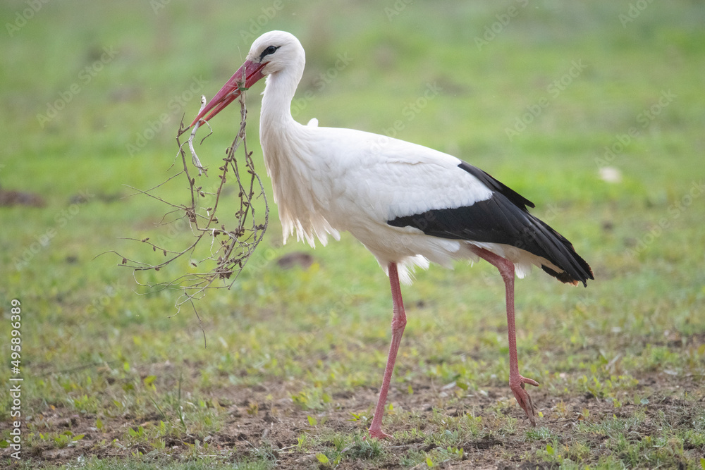 Ciconia ciconia Ciconia ciconia