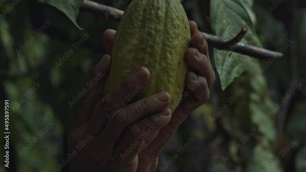 Picking a ripe cacao pod from a Theobroma Cacao tree in the Amazon rainforest - only the hands of the organic farmer are seen in slow motion
