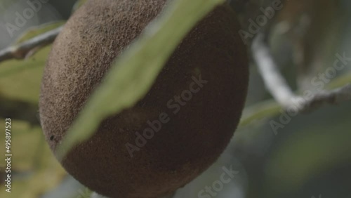 Reaching up to pick a cupaucu fruit growing on the tree - slow motion close up photo