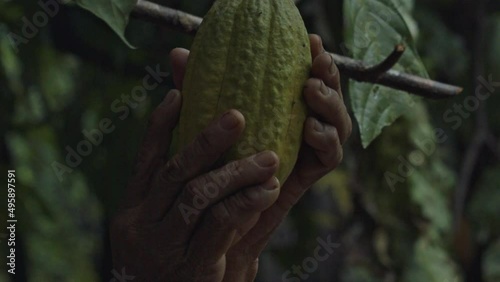 Picking a ripe cacao pod from a Theobroma Cacao tree in the Amazon rainforest - only the hands of the organic farmer are seen in slow motion