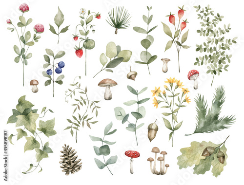 Watercolor set of bright forest leaves and flowers, branches. Clover, berries, mushrooms, flowers, cones, ivy, spruce, fly agaric, blueberries. Summer botany, natural elements. Bright medow wildflower