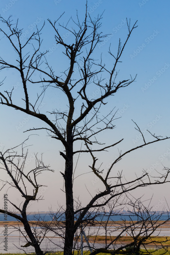 tree silhouette tree silhouette