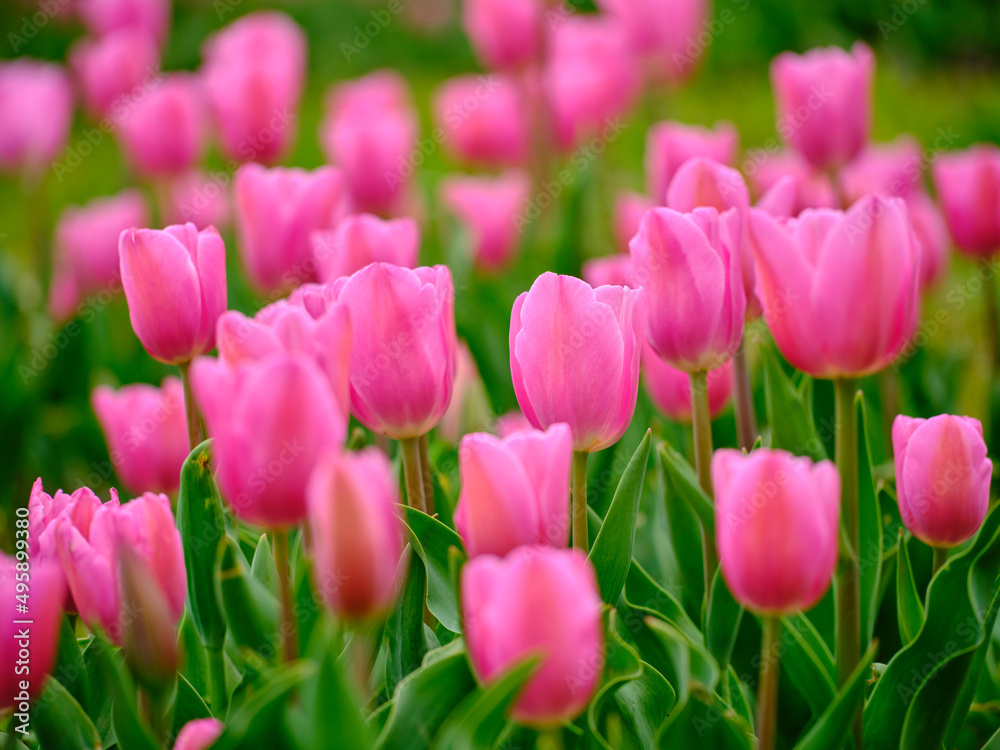 pink tulips in the nature park